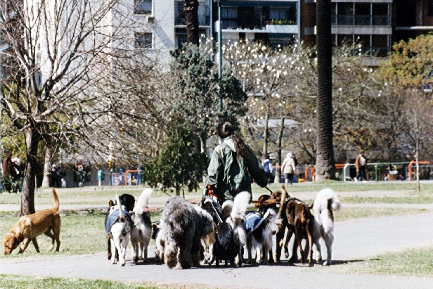 Promenade de chiens