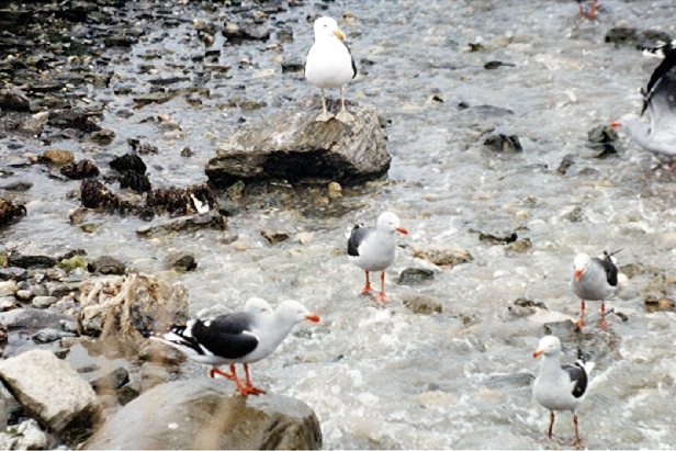 Ushuaia et ses animaux