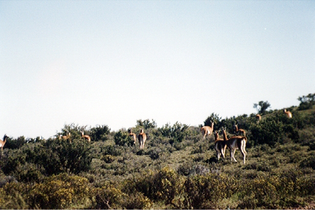 Des guanacos