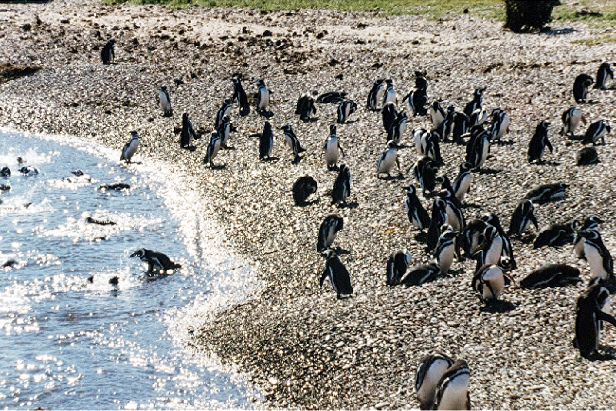 Les manchots de magellan