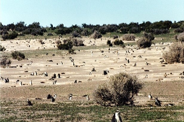 Le territoire des manchots de magellan