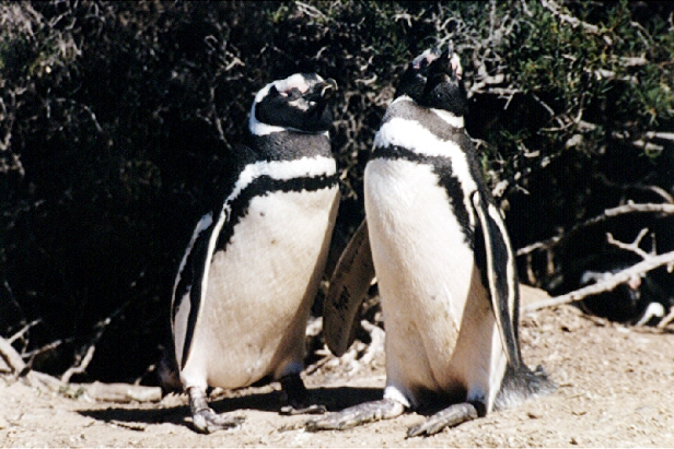 Un couple de manchots de magellan