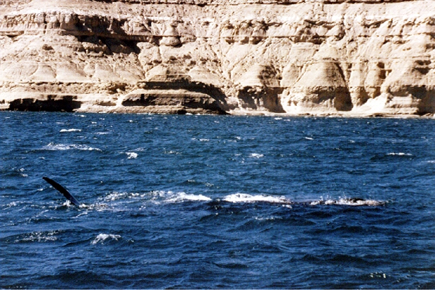 Baleines franches du sud