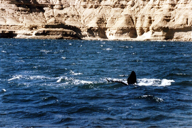 Baleines franches du sud