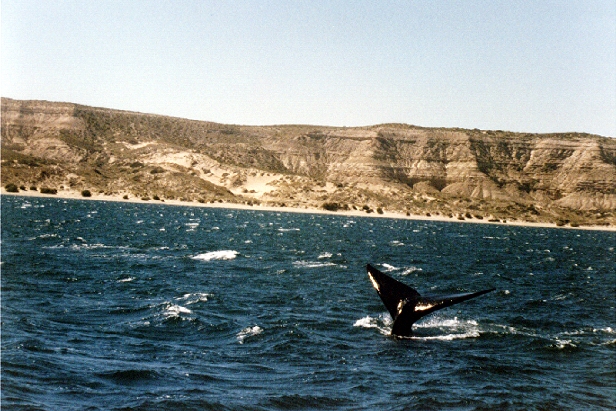 Baleines franches du sud