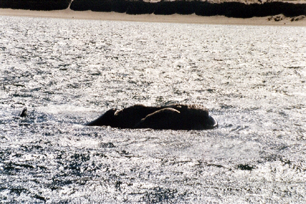 Baleines franches du sud