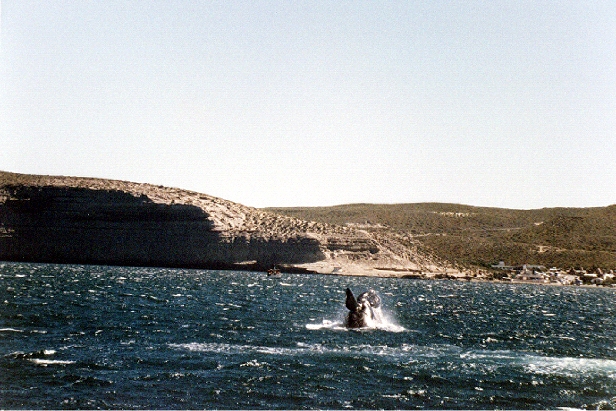 Baleines franches du sud