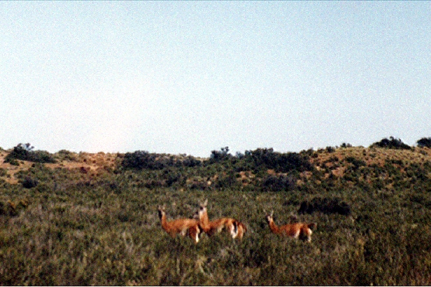 Des guanacos