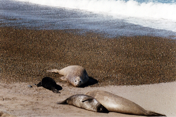 Les lphants de mer