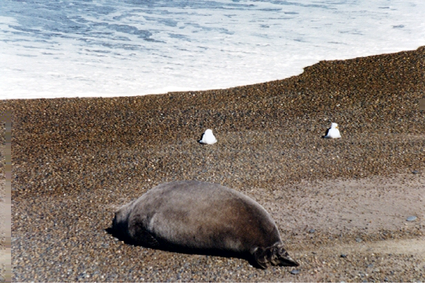 Les lphants de mer