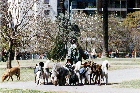 Promenade des chiens