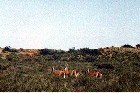 Des guanacos