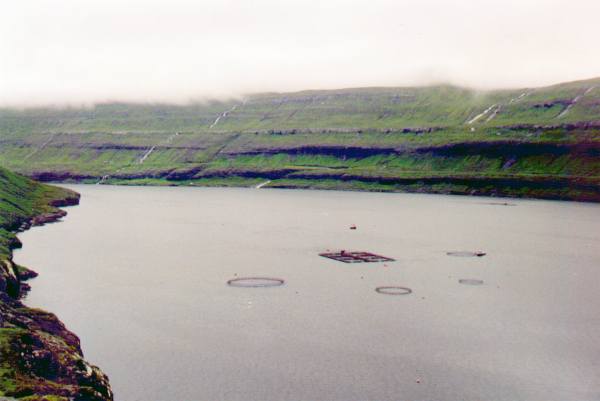 Elevage de saumons au millieu d'un fjord