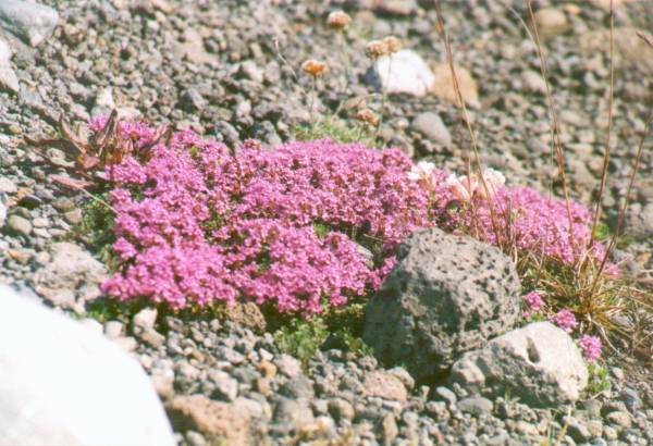 Fleurs sauvages que l'on retrouve aux quattre coins d'Islande